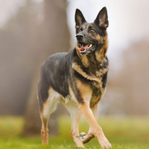 What Months Do German Shepherds Shed The Most?