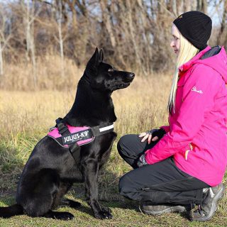 german shepherd training guide