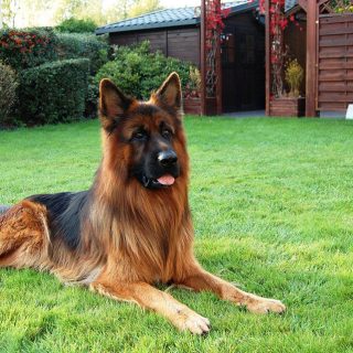 how often should you brush a german shepherd