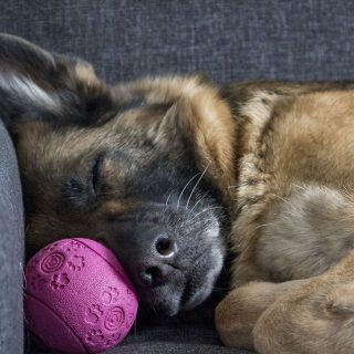 how often to bathe a german shepherd