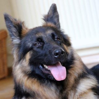 how to brush german shepherd hair