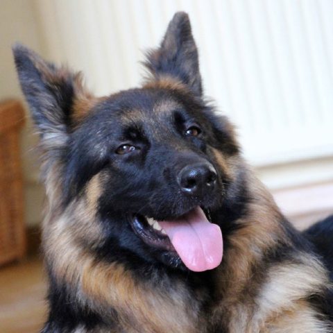 How To Brush German Shepherd Hair?