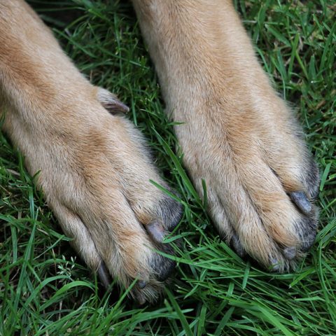 How To Cut German Shepherd Nails?