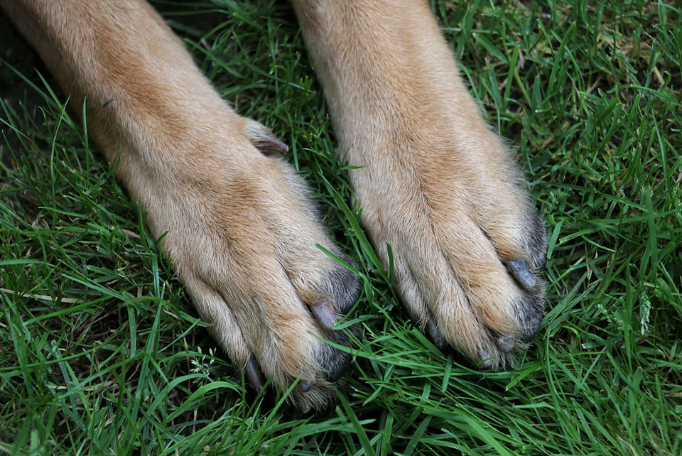 how-to-cut-german-shepherd-nails-in-4-easy-steps