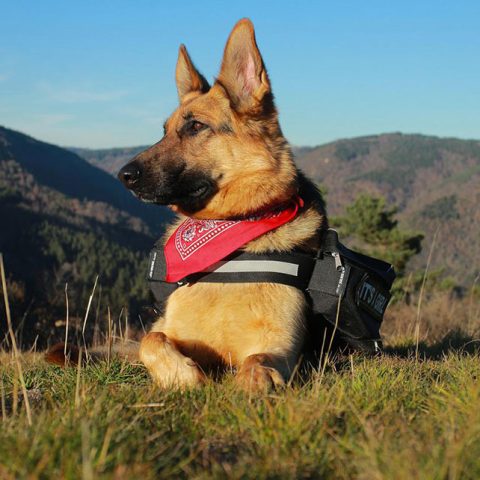 How To Groom A German Shepherd In 5 Simple Steps