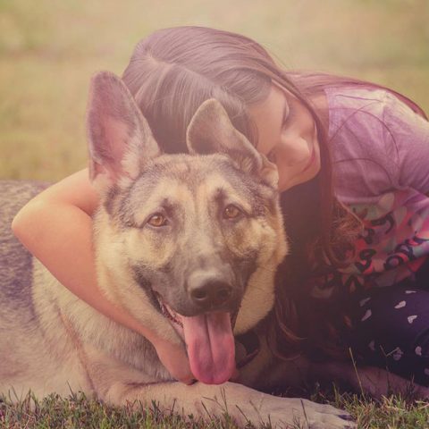 How To Quickly Bond With A German Shepherd: Easy 10 Step Beginners Guide