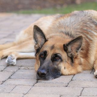how to stop german shepherd shedding
