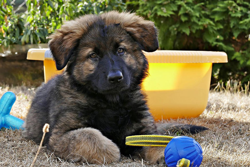 how to train a german shepherd puppy