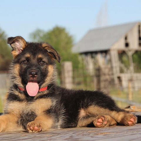 How To Train A German Shepherd Puppy In 8 Weeks