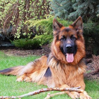 long haired german shepherd grooming
