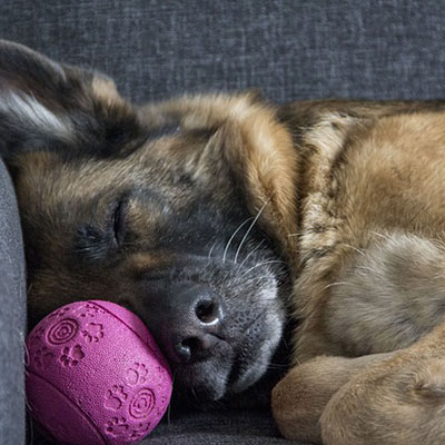 how to train a german shepherd puppy