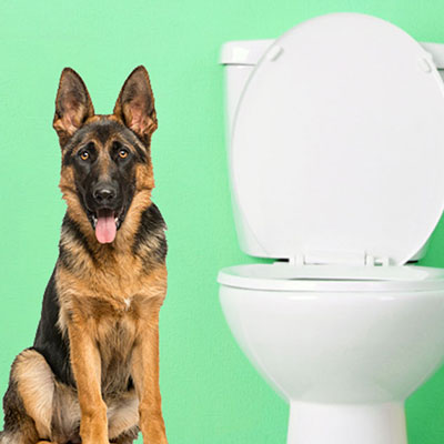 how to train a german shepherd puppy