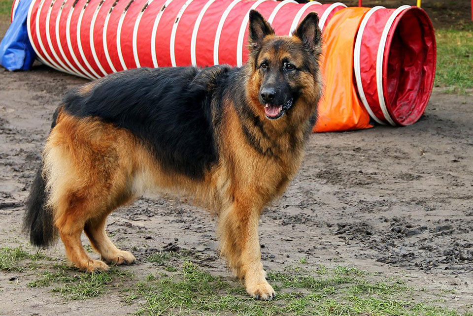 how to train a german shepherd puppy