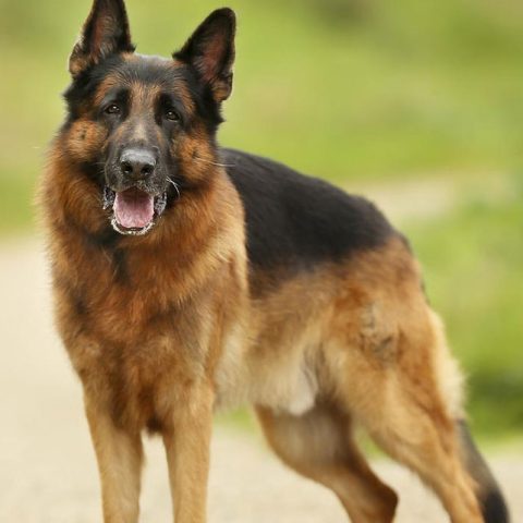 Why does my German Shepherd bad breath smell like fish?