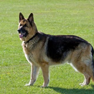 how to fatten up a german shepherd