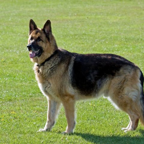 How To Fatten Up A German Shepherd (15 Bulk-Up Tips)